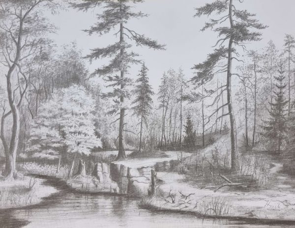 Bild von Stille des Waldes
